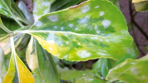 La liste des usages peut être complétée en fonction des besoins, des nouveaux modes d'application ou de l'émergence de nouveaux organismes nuisibles aux cultures.