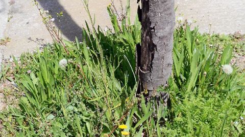 La biodiversité urbaine fait l'objet d'une conférence du forum sous le titre « Biodiversité urbaine : sauvages de ma rue ». Le programme porté par Télabotanica, réseau de la botanique francophone, y sera présenté.