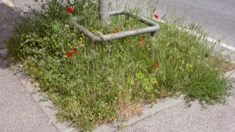 Flore spontanée au pied d'un arbre d'alignement.PHOTO : A.MARCO