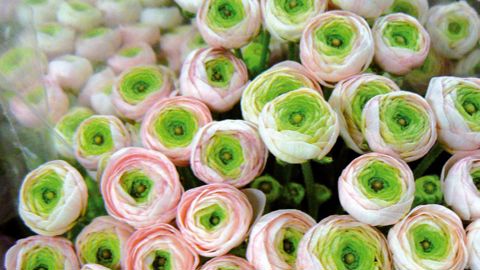 La renoncule 'Pink Perfection' fait partie des 26 espèces jugées prioritaires. Elle n'existerait plus en production que chez deux horticulteurs varois. Des bulbes seront récupérés sur l'exploitation Giordano, qui cultive cette variété depuis plus de cinquante ans.PHOTO : JEAN-CHARLES LHOMMET, FLORISUD-HYÈRES HORTIPOLE