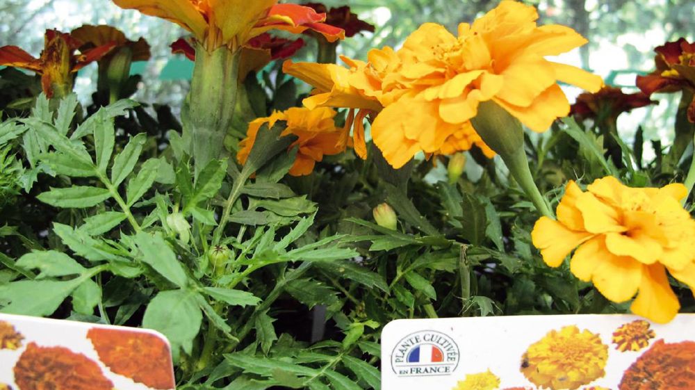 La démarche visant à valoriser les plantes produites en France prend forme : FranceAgriMer s'est saisi du dossier ; un groupe de travail va être constitué dont l'objectif est d'en déterminer le cahier des charges. La démarche visant à valoriser les plantes produites en France prend forme : FranceAgriMer s'est saisi du dossier ; un groupe de travail va être constitué dont l'objectif est d'en déterminer le cahier des charges.