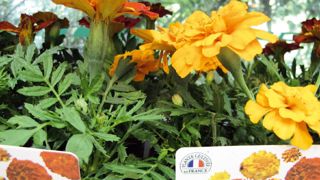 La démarche visant à valoriser les plantes produites en France prend forme : FranceAgriMer s'est saisi du dossier ; un groupe de travail va être constitué dont l'objectif est d'en déterminer le cahier des charges. La démarche visant à valoriser les plantes produites en France prend forme : FranceAgriMer s'est saisi du dossier ; un groupe de travail va être constitué dont l'objectif est d'en déterminer le cahier des charges.