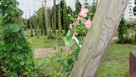 La rose 'Jean-Marie-Pelt', obtention Mela Rosa (à Grigny, 62), a été implantée au sein des jardins créés à Metz (57) en hommage au pharmacien botaniste.