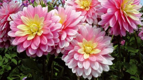 'Bel Amour' fait partie des variétés de dahlia commercialisées par les établissements Ernest Turc sous Label rouge.PHOTO : ETS ERNEST TURC