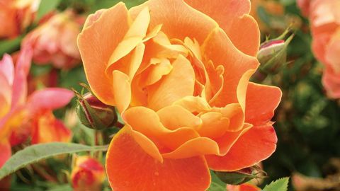 La variété nommée 'René Descartes'® figure parmi les rosiers ayant obtenu le Label Rouge.PHOTO : EXCELLENCE VÉGÉTALE