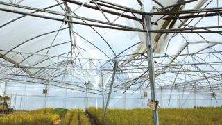 La tornade qui a touché la région de Tiercé (49) le 17 mars a détruit les abris d'Agrumes de Méditerranée. L'entreprise est néanmoins en situation de pouvoir assurer ses livraisons pour les prochaines semaines. La tornade qui a touché la région de Tiercé (49) le 17 mars a détruit les abris d'Agrumes de Méditerranée. L'entreprise est néanmoins en situation de pouvoir assurer ses livraisons pour les prochaines semaines.
