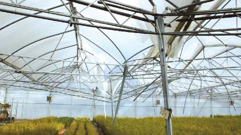 La tornade qui a touché la région de Tiercé (49) le 17 mars a détruit les abris d'Agrumes de Méditerranée. L'entreprise est néanmoins en situation de pouvoir assurer ses livraisons pour les prochaines semaines.