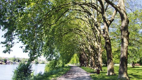 Comment gérer le risque inhérent à la présence de ces grands végétaux sur l'espace public sans céder à la pression de l'ultrasécuritaire mais en évitant la survenue d'accidents dramatiques ? C'est l'une des questions qui ont été débattues lors des Rencontres nationales organisées par la Société française d'arboriculture, les 24 et 25 juin, à Vichy (03).