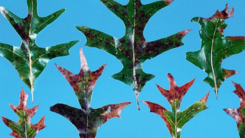 Symptômes de Xylella fastidiosa sur feuilles de Quercus laevis. La lutte passe par l'arrachage et la destruction des plantes contaminées et le contrôle des insectes vecteurs.PHOTO : EDWARD L. BARNARD, FLORIDA DEPARTMENT OF AGRICULTURE AND CONSUMER SERVICES, BUGWOOD.ORG