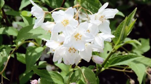 PHOTO : MELISSA GRILLOT