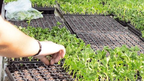 Coût du travailAux côtés de la FNSEA et des autres Fédérations spécialisées, la FNPHP s'est battue contre les nombreuses réformes qui sont venues, les unes après les autres, entraver la compétitivité des entreprises (non allégement du travail permanent, réduction de l'exonération travailleurs occasionnels/demandeurs d'emploi). Restent la mise en place du crédit d'impôt compétitivité emploi et du futur pacte de responsabilité dont la Fédération observera les effets éventuels.PHOTO : PASCAL FAYOLL