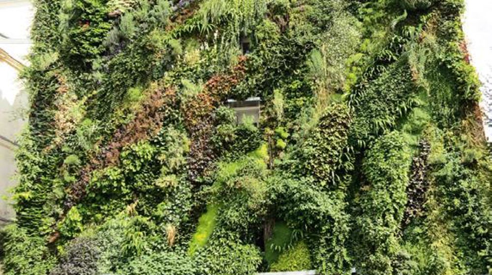 Patrick Blanc, à qui l'on doit ce mur végétal rue d'Aboukir, à Paris (IIe arrondissement), fait partie des concepteurs invités pour une conférence dans le cadre de la journée professionnelle de Jardins, jardin aux Tuileries, vendredi 6 juin prochain. Patrick Blanc, à qui l'on doit ce mur végétal rue d'Aboukir, à Paris (IIe arrondissement), fait partie des concepteurs invités pour une conférence dans le cadre de la journée professionnelle de Jardins, jardin aux Tuileries, vendredi 6 juin prochain.