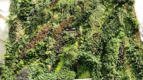 Patrick Blanc, à qui l'on doit ce mur végétal rue d'Aboukir, à Paris (IIe arrondissement), fait partie des concepteurs invités pour une conférence dans le cadre de la journée professionnelle de Jardins, jardin aux Tuileries, vendredi 6 juin prochain.