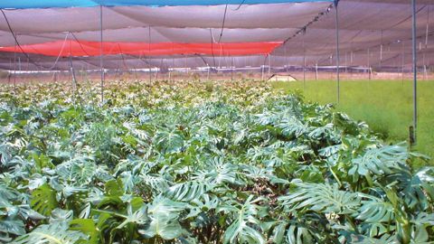 Une production de plantes vertes en Turquie. L'une des spécialités du pays est la production de couronnes de fleurs et fruits secs.PHOTO : FLASH