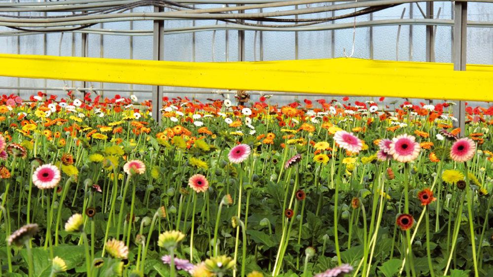 Le dispositif d'aide aux investissements pour les fleurs coupées est reconduit pour cette année et l'an prochain. L'un de ses objectifs est la diversification.PHOTO : VALÉRIE VIDRIL