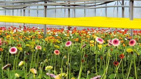 Le dispositif d'aide aux investissements pour les fleurs coupées est reconduit pour cette année et l'an prochain. L'un de ses objectifs est la diversification.PHOTO : VALÉRIE VIDRIL