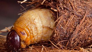 PHOTO : MIKE LEWIS, CENTER FOR INVASIVE SPECIES RESEARCH, BUGWOOD.ORG