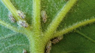 Le programme Petaal a permis de définir une méthode de lutte biologique efficace sur tigre du platane, fondée sur des pulvérisations de nématodes et des lâchers de chrysopes.PHOTO : PLANTE & CITÉ Le programme Petaal a permis de définir une méthode de lutte biologique efficace sur tigre du platane, fondée sur des pulvérisations de nématodes et des lâchers de chrysopes.PHOTO : PLANTE & CITÉ