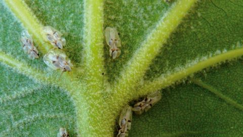 Le programme Petaal a permis de définir une méthode de lutte biologique efficace sur tigre du platane, fondée sur des pulvérisations de nématodes et des lâchers de chrysopes.PHOTO : PLANTE & CITÉ