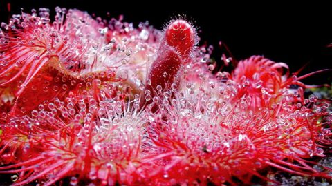 PHOTO : J. J. LABAT - NATURE ET PAYSAGE