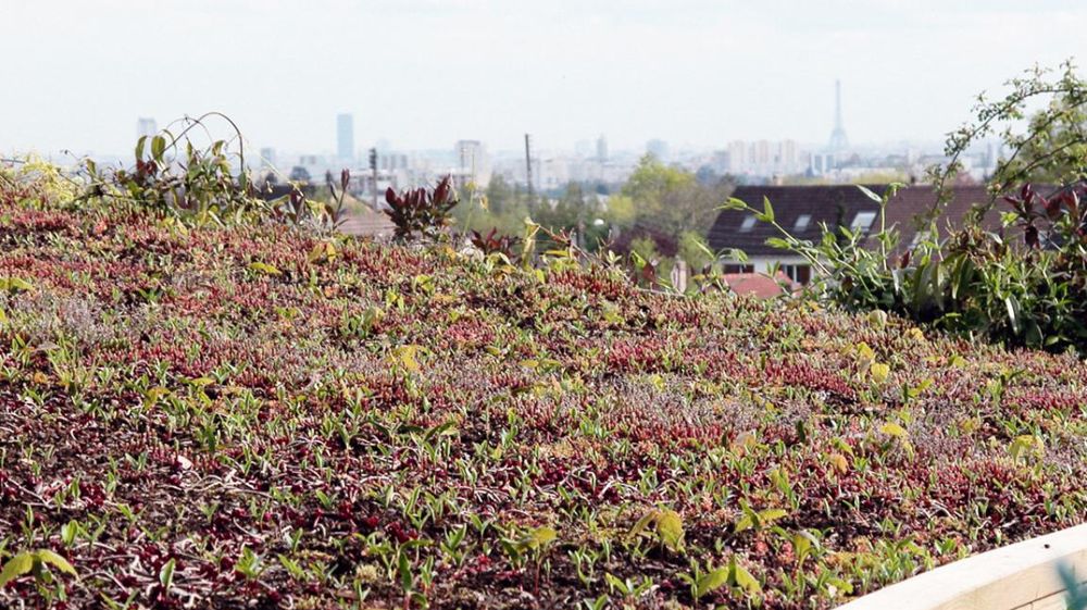 C'est dans la capitale que la Fédération nationale des producteurs de l'horticulture et des pépinières donne cette année rendez-vous à ses adhérents pour son congrès annuel. L'occasion de dresser le bilan des dernières années et d'élire un nouveau président... C'est dans la capitale que la Fédération nationale des producteurs de l'horticulture et des pépinières donne cette année rendez-vous à ses adhérents pour son congrès annuel. L'occasion de dresser le bilan des dernières années et d'élire un nouveau président...