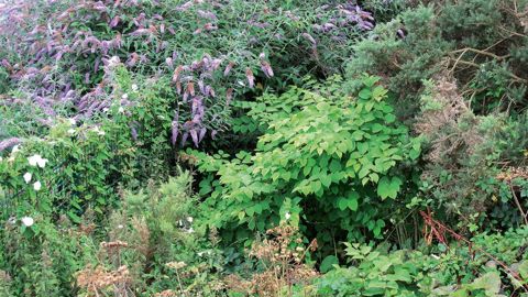 Ni le Buddleia ni la renouée du Japon ne font partie des 14 espèces végétales énumérées dans la liste de l'Union. Les critères de sélection et d'autres considérations politiques expliquent l'absence de ces végétaux déjà très implantés.PHOTO : PASCAL FAYOLLE