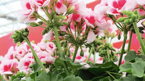 Les professionnels ont rendez-vous du 10 au 13 juin aux Pays-Bas et en Allemagne. D'ici là, deux outils numériques leur permettent de découvrir les nouveautés qui seront exposées.