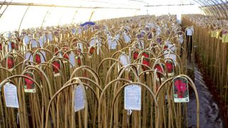 La Pologne présente une saison de végétation très courte. Les plantes doivent être résistantes au froid et au sec, pouvoir être serrées en hiver et la végétation doit exploser au printemps.