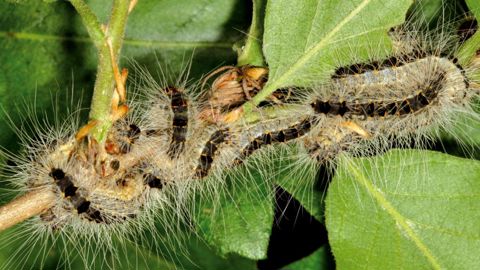 L'exposition aux poils urticants des chenilles processionnaires (ici, Thaumetopoea processionea) intervient lors de la manipulation des nids, mais aussi dans les zones situées à proximité des arbres infestés, au contact des poils emportés par le vent.PHOTO : GYORGY CSOKA, HUNGARY FOREST RESEARCH INSTITUTE, BUGWOOD.ORG