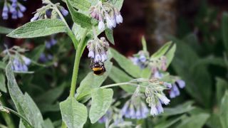 Parmi les moyens de communication utilisés par les plantes, des composés organiques volatils permettent la reconnaissance spécifique des espèces par les insectes pollinisateurs. Parmi les moyens de communication utilisés par les plantes, des composés organiques volatils permettent la reconnaissance spécifique des espèces par les insectes pollinisateurs.
