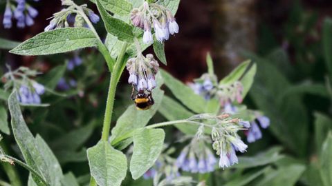 Parmi les moyens de communication utilisés par les plantes, des composés organiques volatils permettent la reconnaissance spécifique des espèces par les insectes pollinisateurs.