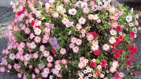 Une visite du nouveau jardin d'essais déclinera des propositions sur l'art des mélanges et des couleurs.