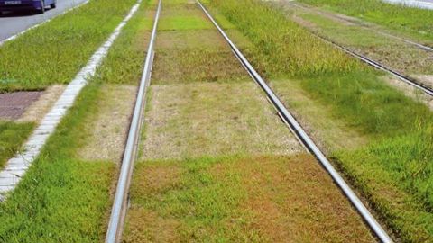 Les essais de la communauté urbaine de Bordeaux ont pour objectif d'élargir la palette végétale, mais aussi de tester deux substrats différents.PHOTO : OLIVIER DAMAS, PLANTE & CITÉ