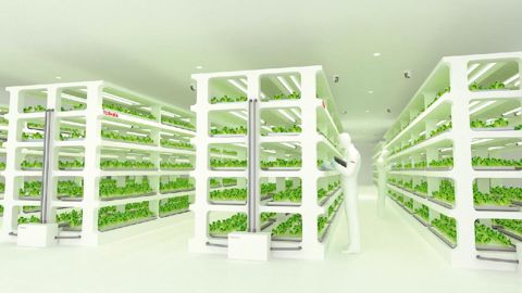 Toshiba s'appuie sur sa maîtrise des salles blanches pour réduire par mille le nombre de germes présents dans l'environnement de la culture.PHOTO : TOSHIBA