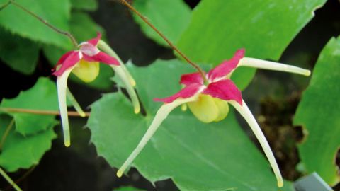 PHOTO : FLOS SABAUDIAE