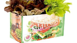 PHOTO : BUNNIK PLANTS