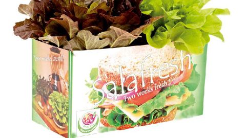 PHOTO : BUNNIK PLANTS