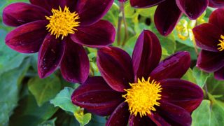 'Mascara', un Dahlia grenat foncé du groupe des « nains à fleurs simples ».PHOTO : LEPAGE BULBES 'Mascara', un Dahlia grenat foncé du groupe des « nains à fleurs simples ».PHOTO : LEPAGE BULBES