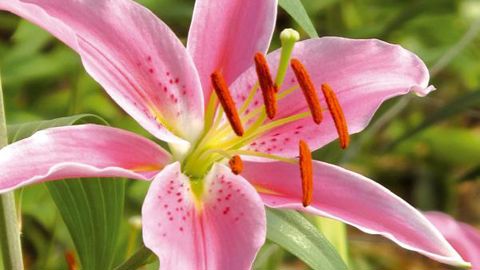 PHOTO : VALÉRIE VIDRIL