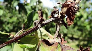 La lutte contre le feu bactérien est obligatoire. Les risques, importants, concernent la production fruitière et ornementale. En cas de symptômes douteux, contacter la Fredon ou le Sral. Ici, symptômes sur néflier.PHOTO : FREDON-PACA