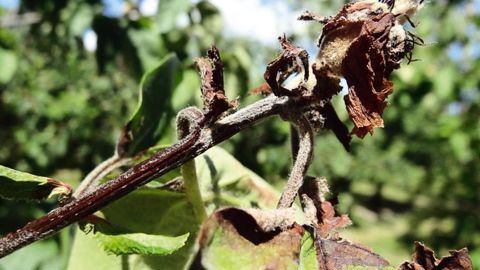 La lutte contre le feu bactérien est obligatoire. Les risques, importants, concernent la production fruitière et ornementale. En cas de symptômes douteux, contacter la Fredon ou le Sral. Ici, symptômes sur néflier.PHOTO : FREDON-PACA
