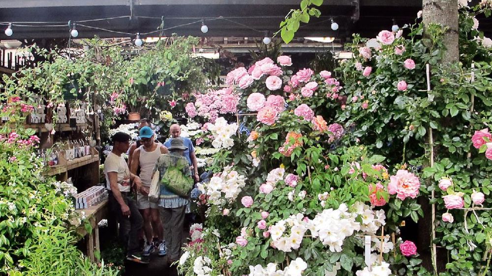 Suite à la visite d'Elizabeth II au marché aux fleurs de Paris, le 7 juin, une rue a été baptisée à son nom. La reine d'Angleterre a tout particulièrement aimé le magasin de Lionel Viviani. Suite à la visite d'Elizabeth II au marché aux fleurs de Paris, le 7 juin, une rue a été baptisée à son nom. La reine d'Angleterre a tout particulièrement aimé le magasin de Lionel Viviani.