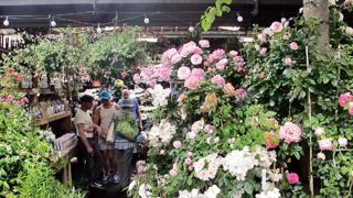 Suite à la visite d'Elizabeth II au marché aux fleurs de Paris, le 7 juin, une rue a été baptisée à son nom. La reine d'Angleterre a tout particulièrement aimé le magasin de Lionel Viviani.