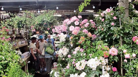 Suite à la visite d'Elizabeth II au marché aux fleurs de Paris, le 7 juin, une rue a été baptisée à son nom. La reine d'Angleterre a tout particulièrement aimé le magasin de Lionel Viviani.