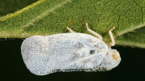 PHOTO : GYORGY CSOKA, HUNGARY FOREST RESEARCH INSTITUTE, BUGWOOD.ORG