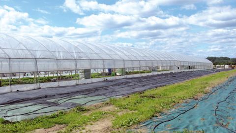 Le projet collaboratif Rafu, présenté lors des journées techniques, vise à améliorer les conditions de dépose et de recyclage des films agricoles usagés (FAU).PHOTO : VALÉRIE VIDRIL