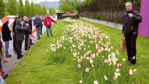 Le mélange « La Motte-Servolex », proposé par Verver Export. Il est composé de narcisses 'Chinita' et de tulipes 'Beauty of Spring'.