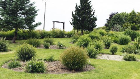 Les pépinières Brochet-Lanvin, près de Reims (51), abritent la collection nationale de saules agréée par le Conservatoire des collections végétales spécialisées.