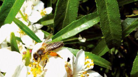 Pour le suivi des insectes pollinisateurs, les scientifiques s'appuient sur les observations du grand public.PHOTO : FRANCK GODIN Pour le suivi des insectes pollinisateurs, les scientifiques s'appuient sur les observations du grand public.PHOTO : FRANCK GODIN