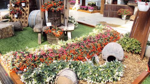 Les obtenteurs ou leurs représentants (ici Moerheim pour Suntory) redoublent d'efforts pour mettre en valeur leurs nouveautés et montrer des exemples d'utilisations comme pour cette série de Begonia 'Crackling Fire'.